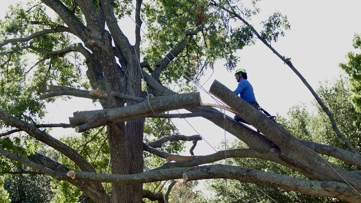 Professional Hazardous Tree Removal performed by certified arborists in Elkfork